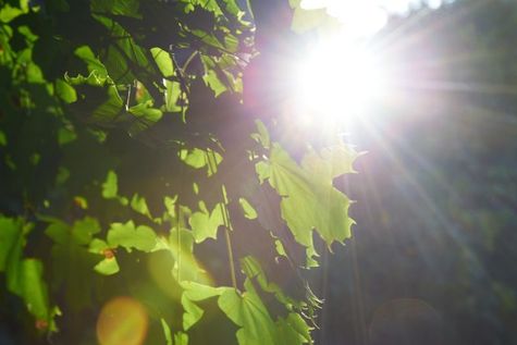 Feuilles de vignes avec un rayon de soleil qui perce derrière